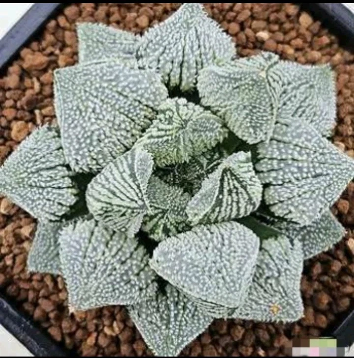 Haworthia White angel nice Succulent plant
Opens in a new window or tab