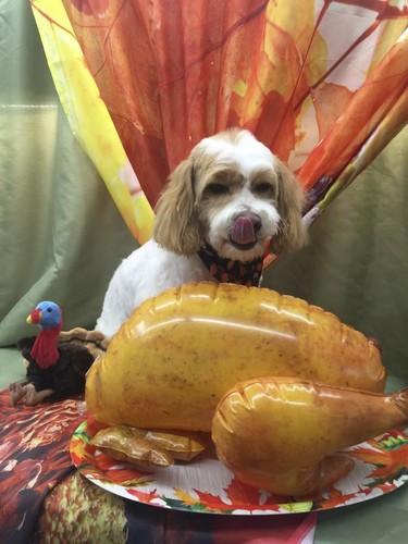 INFLATABLE TURKEY - Thanksgiving Blow Up Decoration Gag Joke Gift- Archie McPhee - Picture 7 of 9