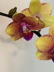 Phalaenopsis Orchid NOID Taiwanese Species Rare Colored Plant — photo 4