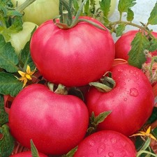 3x Tomato ‘Malinowy’ (Polish Tomato) plug plants