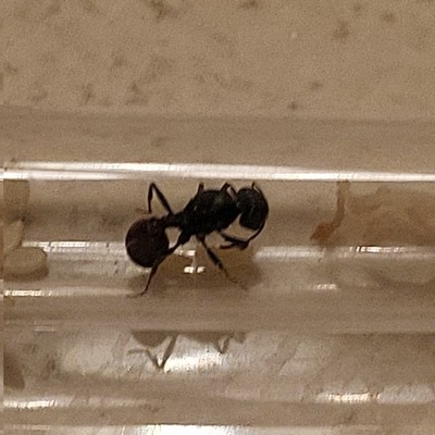 Unknown species queen ant with brood