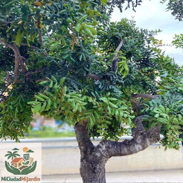 20 Semillas  seeds - Ceratonia siliqua Algarrobo Árbol Mediterráneo 2025 fresh