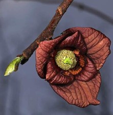 Asimina triloba -  - Pianta Banano del Nord | Asimina |