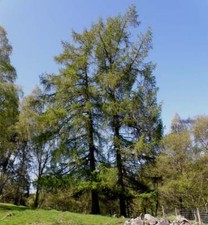 Larix decidua European Larch  in 9cm pot  ideal