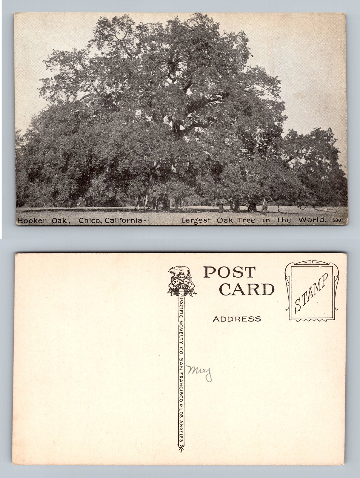Chico CA Vintage Postcard Featuring Hooker Oak the Largest Oak Tree in California