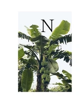 Nathaniel Goldberg by Nathaniel Golberg (English) Hardcover Book