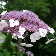 Hydrangea Hot Chocolate Plant in 9cm Pot - Deciduous Outdoor Garden Ready Shrub