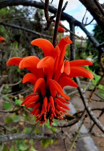 ARBOL CORAL para JOYERÍA ceibo erythrina caffra 10 semillas - seeds - Picture 2 of 3