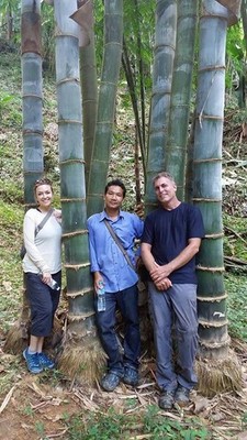Giant Bamboo - Dendrocalamus giganteus, 3-gallon