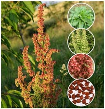 100 Organic Curly/Yellow Dock Seeds ~ Rumex crispus *Free US
