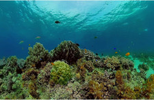 Under the Sea Aquarium Background Underwater Tropical Fish Coral Reef Terrarium