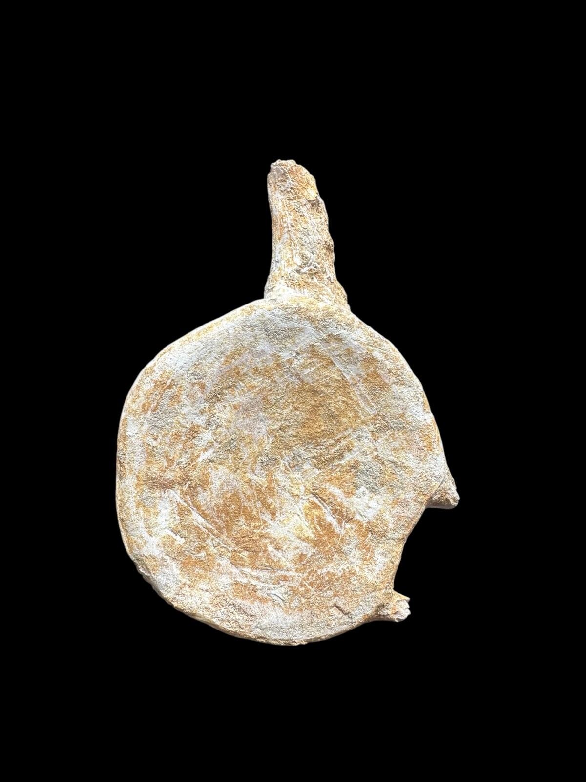 100% Genuine Plesiosaurus Vertebra – Jurassic Collector’s Treasure – Authentic