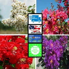 50 MIXED CREPE MYRTLE Lagerstroemia Tree Shrub Crape 4 Color Mix - Flower Seeds