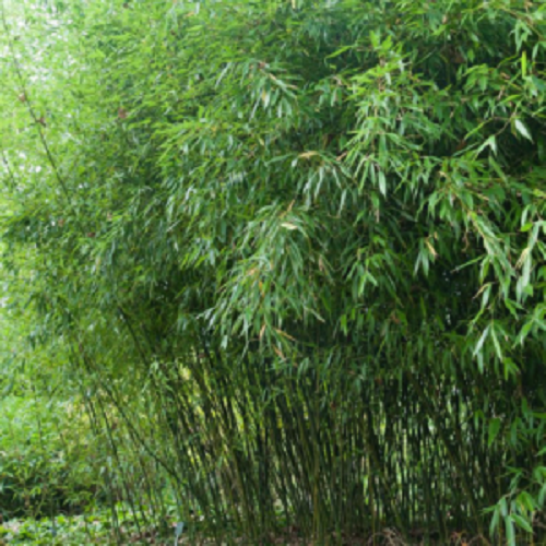 50 Bissetii Bamboo Seeds Privacy Climbing Garden Seed 375 US SELLER - Picture 5 of 12