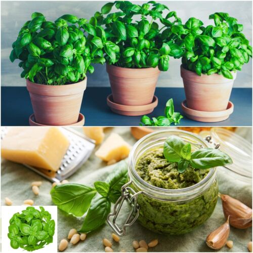 SWEET BASIL Genovese 100+ Seeds CULINARY Herb Vegetable Garden Genovase ITALIAN - Picture 1 of 4