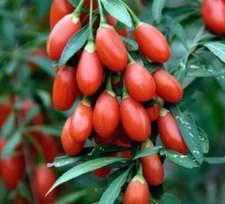 100 Goji Berry SEEDS Wolfberry Lycium Barbarum Organic Exotic Superfood TX USA