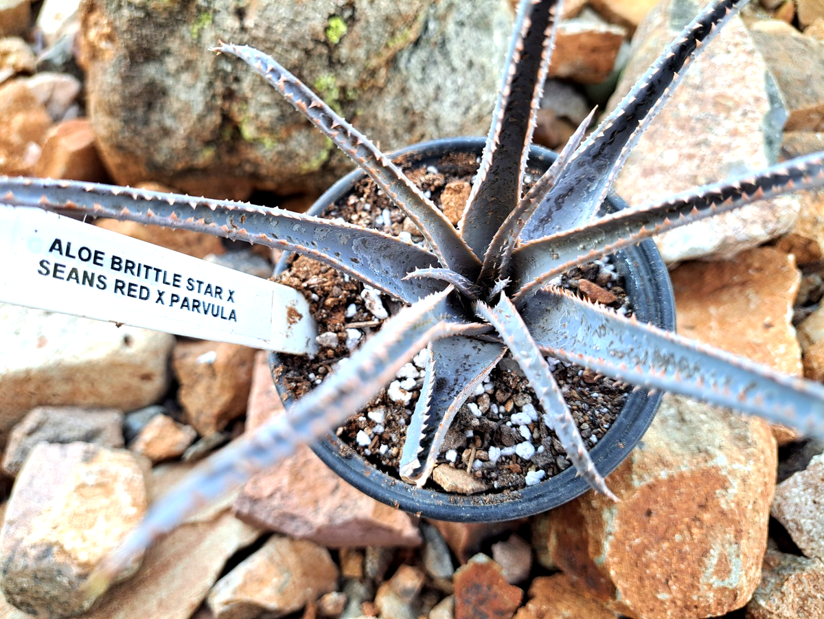ALOE "BRITTLE STAR X SEAN'S RED X PARVULA" HYBRID ***RARE !! *** / CACTUS |  eBay