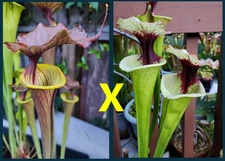 2025 SARRACENIA SEEDS: FLAVA CUPREA SELECT X LEGACY [CARNIVOROUS PLANT SEED]
