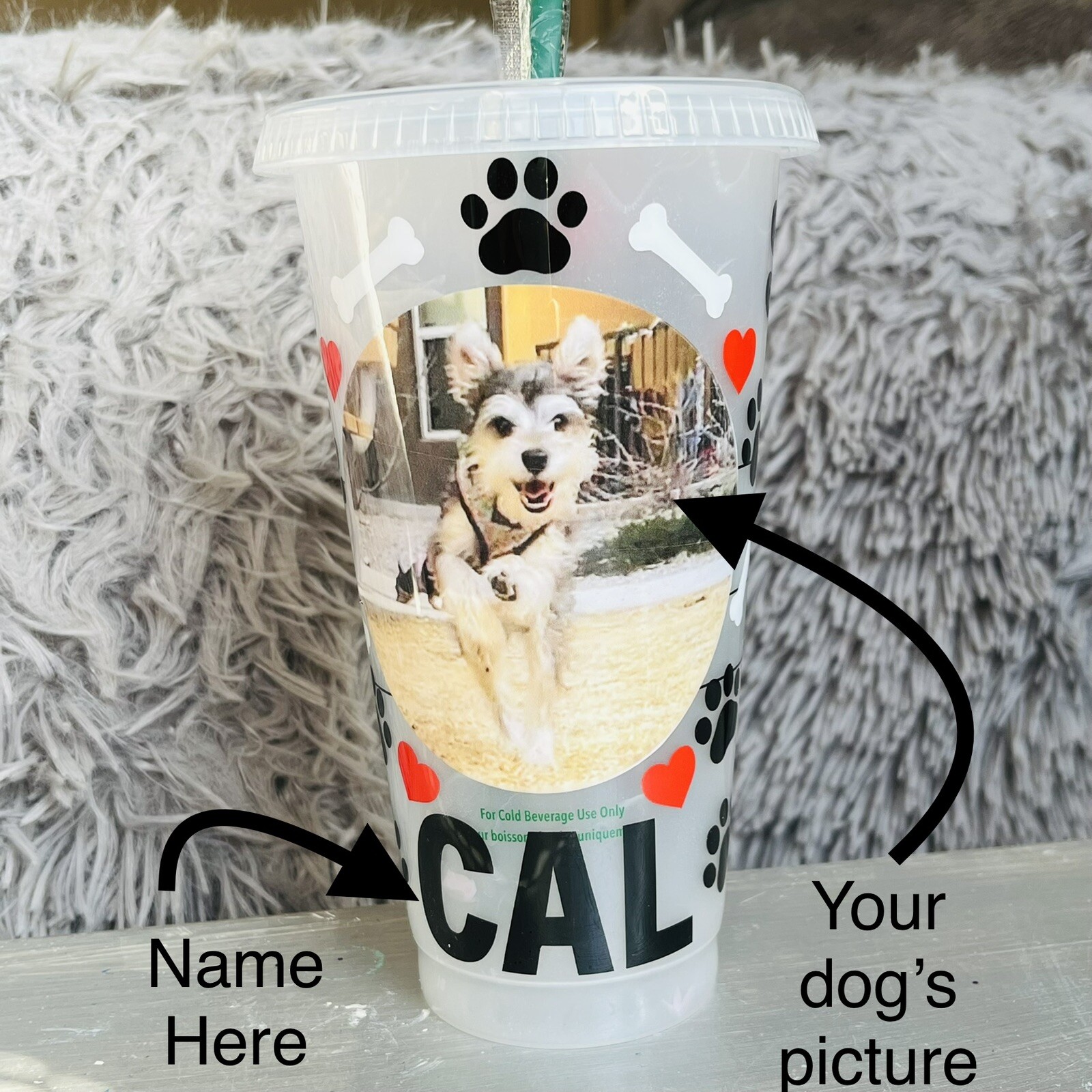 Can You Take Your Dog Into Starbucks