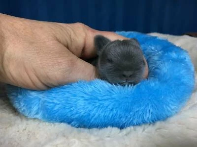 Baby Netherland Dwarf Rabbits For Sale Sydney Happy Healthy Rabbits Gumtree Australia Willoughby Area Chatswood 1257898980
