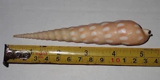 130 mm Long HUGE Terebra Guttata Auger Seashell #AJ1 From Teluk Saleh ,Sumbawa