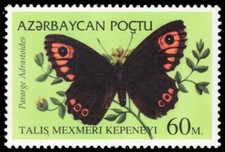 AZERBAIJAN 473 - Wall Brown Satyr "Pararge adrastoides" (pb76418)