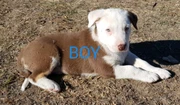 Border Collie Puppies In New South Wales Pets Gumtree