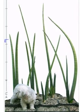 Sansevieria Stuckyi — Zimbabwe : Leaf+Roots Robust Healthy Plant Elephant Tusks