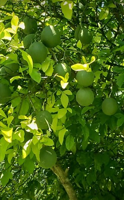  100 % Organic  Fresh  Lemon  leaves