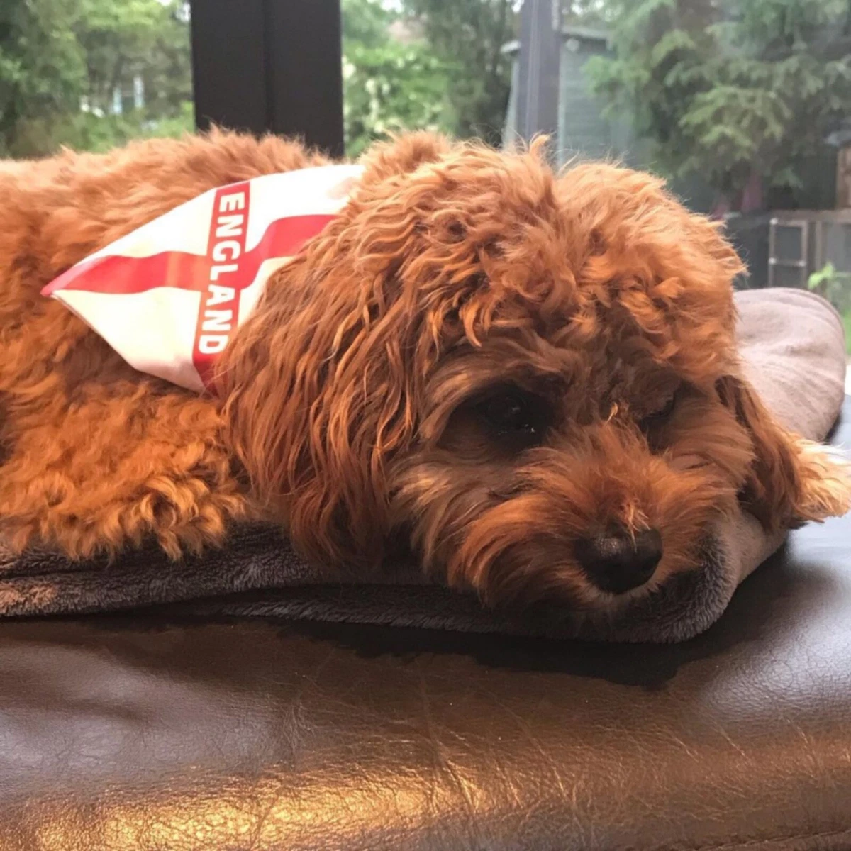 Football dog cheap bandana