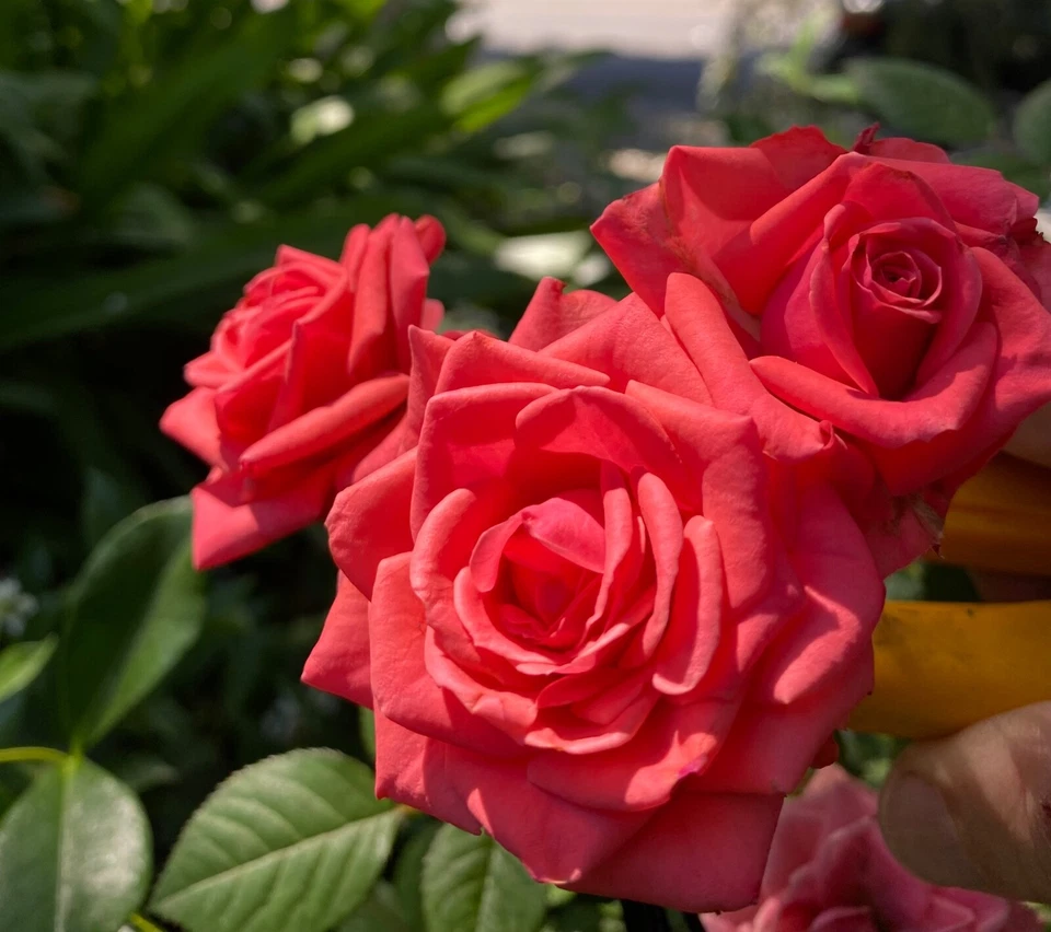 Pink Rose 3 Cuttings To Plant/Root Fragrant Blooms Organic QUICK SHIP - Image 2 of 4