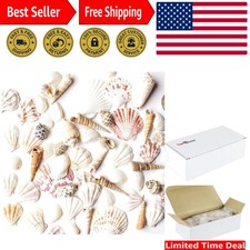 Mini Seashell Set Including Starfish - Perfect for Crafting and Decorations