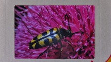 Color Slide Transparency Kodachrome 1960 Some Sort of Beetle Photograph