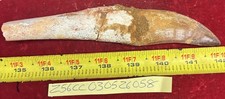 Rare Carcharodontosaurus Dinosaur Tooth T Rex Cousin 95 Mil Yrs Fossil 7 1/4”
