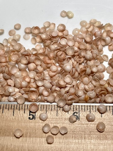 25 Lite Peach Lucine Cup Shells Very Tiny Mini Vintage Sailors Valentine DYED