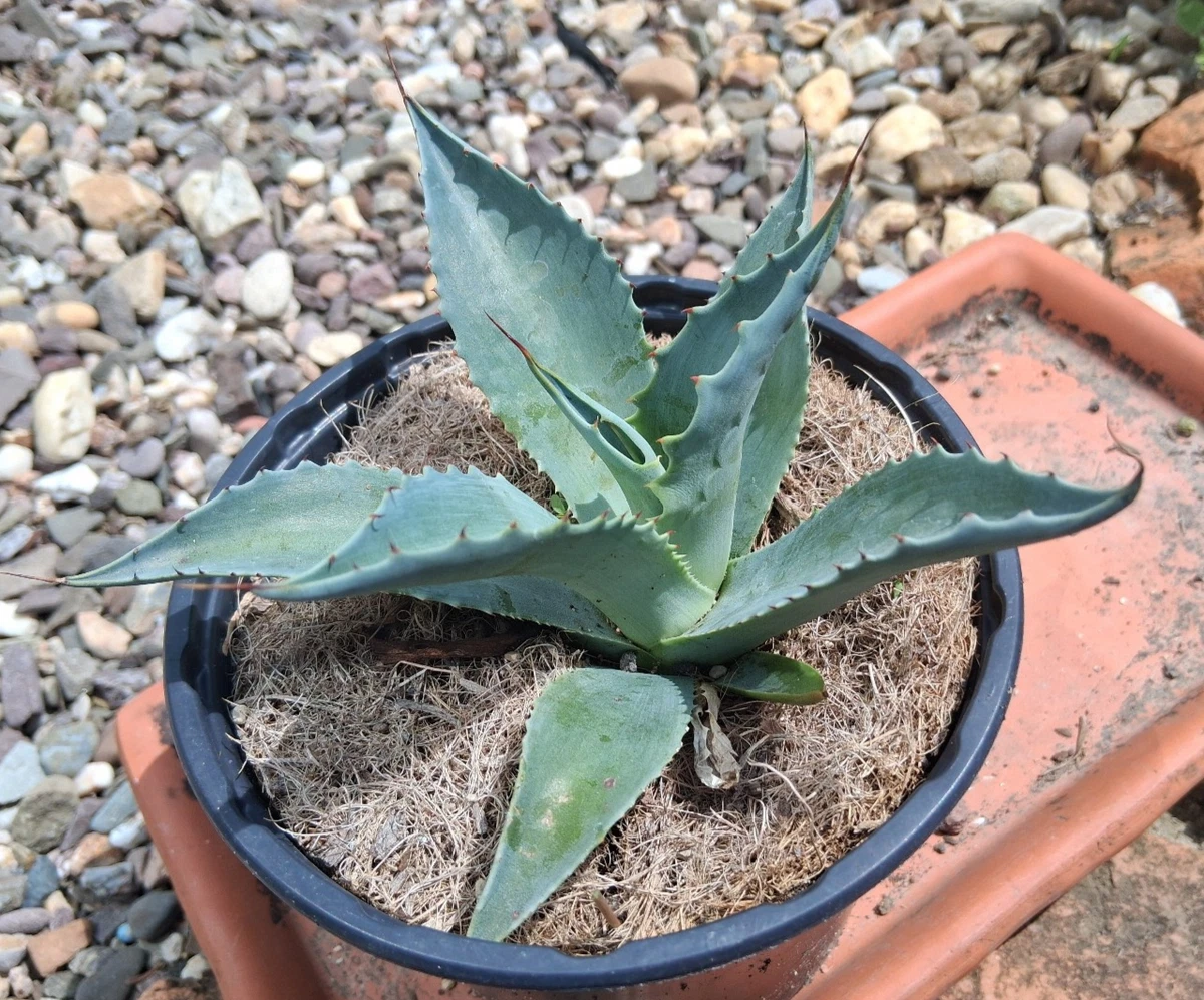 Agave Winterharte Pflanzen, Bume & Strucher fr volles Sonnenlicht  Kakteen & Sukkulenten online kaufen | eBay.de
