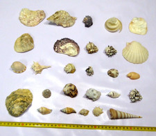 Concha - 27 Conchas - 27 Shell - Shell -…