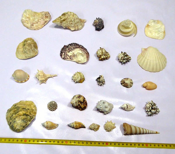 Concha - 27 Conchas - 27 Shell - Shell - Lot - Flat - Wholesale - Pack 27