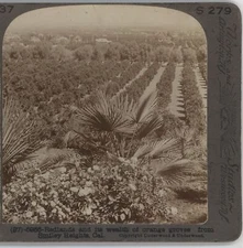 37 Redlands & Orange Groves Smiley Heights California CA Underwood Stereoview