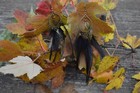 Bild 11 von 12