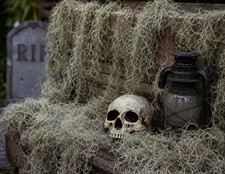 Real Spanish Moss Halloween Decor Haunted House Graveyard Witchy Craft Party
