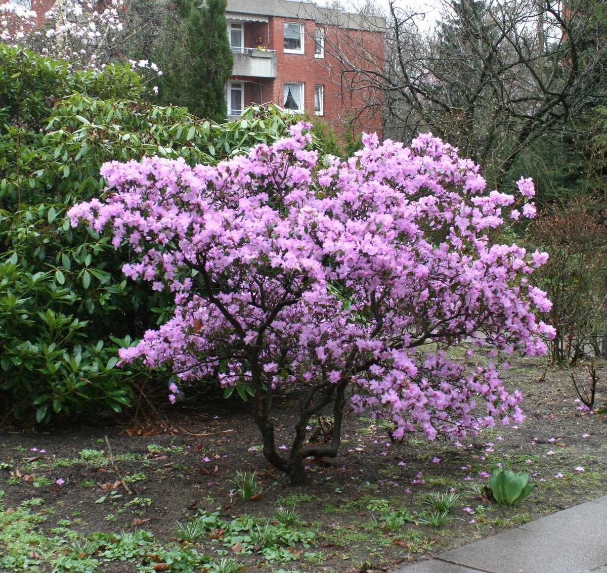 Rhododendron 'Praecox' 40 - 50 cm im Container Frhblher | eBay.de