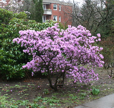 rhododendron yakushimanum nicoletta Noyo Snow main image 1