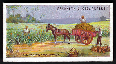 FRANKLYN DAVEY - OVERSEAS DOMINIONS (AUSTRALIEN) - #24 GATHERING PINEAPPLES