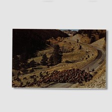 Postcard Buffalo Wyoming Fall Cattle Drive Big Horn National Forest 1960s E764