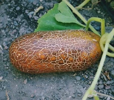 Brown Russian Cucumber- 25 SEEDS .