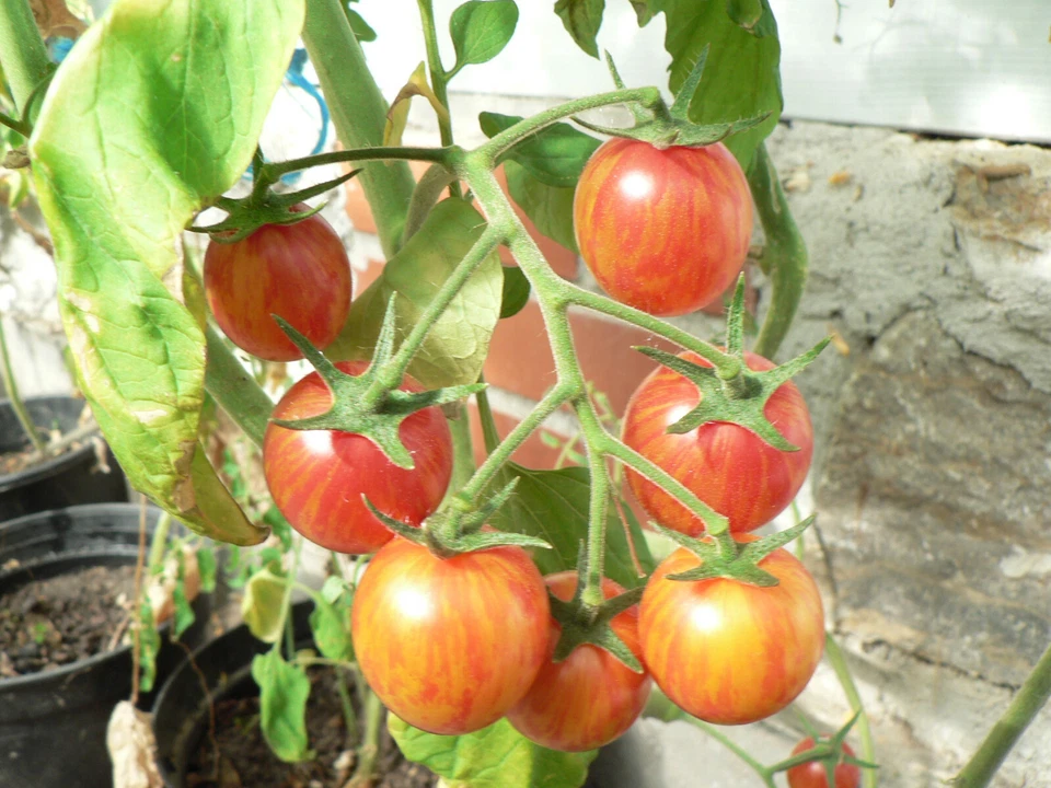 Cocktailtomaten Sunrise Bumblebee Tomaten 10+ Samen Bio - frische Ernte 2025 - Bild 2 von 2