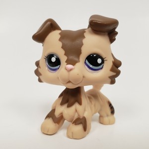 border collie pet shop