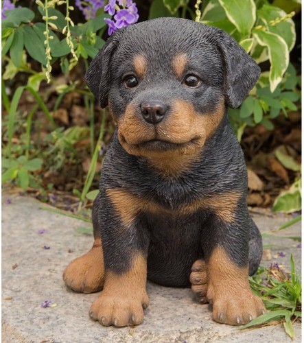 Sitting Rottweiler Puppy, 6.5" - 第 1/3 張圖片