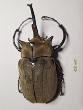 Megasoma for collectors | large size | Collector's Secret